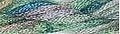 Caron Collection - Spruce - CWL 107